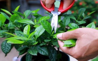 枙子花怎么养殖,冬季每隔半个月浇一次水