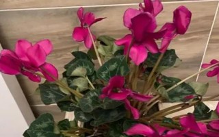 家中怎么水培仙客来，选择透明的玻璃瓶作为容器