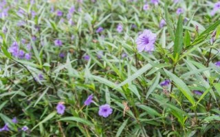 半枝莲的生长阶段，分为幼苗期、生长期、盛花期、休眠期