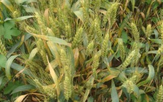 河农6119小麦种子特征特性，亩播种量10～12公斤