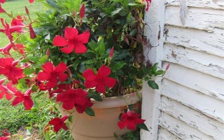 飘香藤的花语，寓意难忘爱情、充满生机等