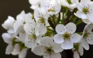 梨花是什么颜色的，为单一的白色