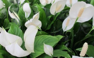 有毒不能触碰的盆栽有哪些，虎刺梅、水仙花等品种不能接触