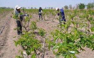 枣树的种植技术,一般分为春栽和秋栽