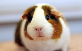 荷兰猪是否会携带狂犬病毒,荷兰猪不会携带狂犬病毒