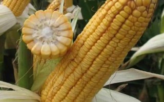 兆育25玉米种子介绍,高抗茎腐病