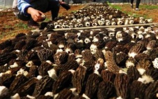 羊肚菌的种植方法，最好采用室内搭棚的方式进行