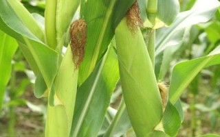 吉第67玉米品种的特性,中抗弯孢菌叶斑病