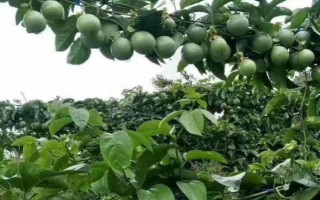 百香果不结果怎么办，需喷水降温或人工授粉等