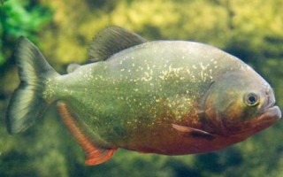 食人鱼是什么鱼，是一种凶猛的肉食性鱼类