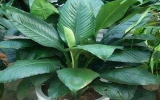 绿巨人的作用，观赏效果佳且能净化空气