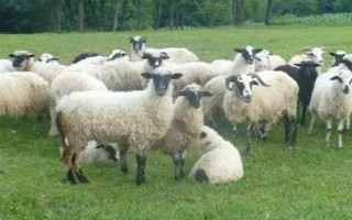 羊摄食打了除草剂的草有没有问题，情况严重时会导致死亡