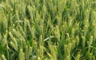 华伟306小麦种子介绍,属偏春性品种