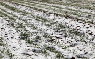 小麦越冬期间为什么会死苗，可能是气候差、品种不耐寒等原因造成