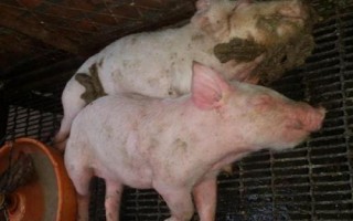 猪瘟发病症状以及如何防治,病猪体温升高、神经紊乱、四肢无力