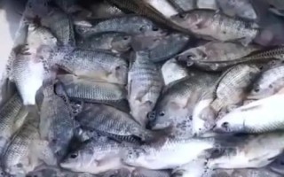 鱼贩向水中添加柴油的原因,是为了刺激鱼儿游动