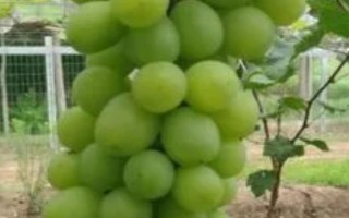 早熟的葡萄品种，常见的有夏日阳光、夏黑等