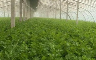 西芹怎么施肥，生长旺期要亩施3公斤纯氮、5-6公斤氧化钾