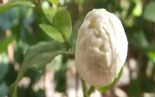 虎头茉莉的施肥方法,按照薄肥勤施的原则追施