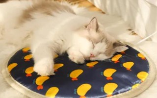 冬天宠物如何保暖，可以给其穿衣或暖窝