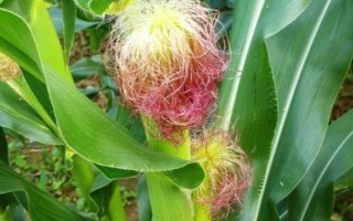 丹玉92玉米种子特点,中抗小斑病(28.2%)