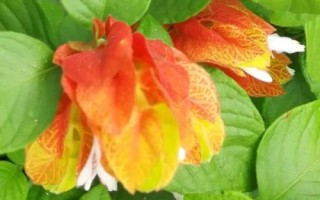 虾衣花的繁殖方法，可扦插、播种或压条繁殖