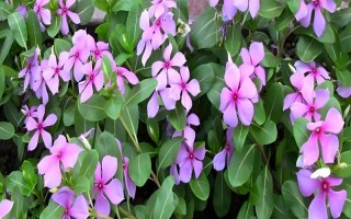 长春花的开放季节，花期可从春季持续到秋冬季节