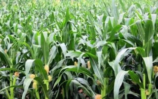 悍玉1号玉米种简介，密度3000株/亩左右