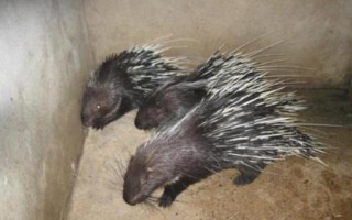 降低豪猪养殖成本的方法，自行种植块根饲料可减少开支