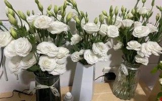 白色洋桔梗的花语，寓意纯洁美好、真挚爱情等