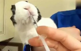 预防兔子感冒的方法，在兔舍中放置毛毯可供兔子御寒