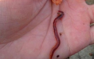 初夏作钓适合用香饵还是腥饵，大多数情况下都使用香饵