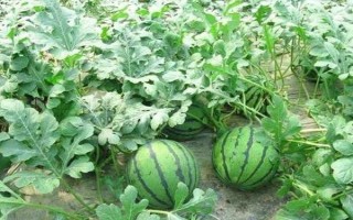 种西瓜喷醋的时间，西瓜幼苗长出一两片真叶时喷第一次