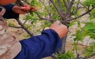 李子褐腐病发生时间，通常在春季