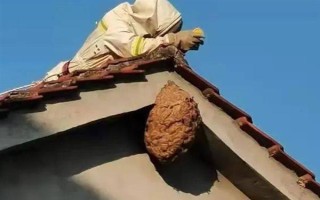 捅了马蜂窝过多长时间会飞走,小型马蜂可能经过1-2小时就会离开