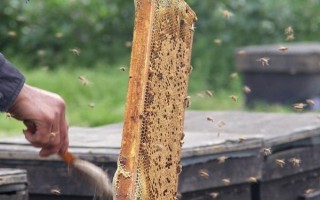 近距离搬蜂的最佳方式，搬蜂后要加强蜂群的管理