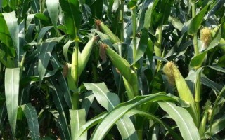 登海DT515玉米种子介绍，中抗南方锈病和粗缩病