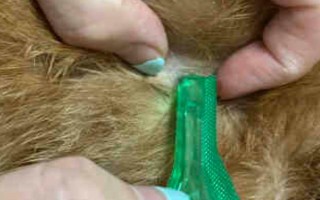 养猫必备药物，驱虫药、眼药水等药物需备好