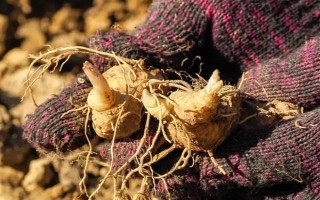 种植黄精的成本，一亩地需要900元左右