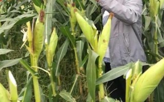 德元101玉米品种简介，该品种幼苗期第一叶鞘紫色