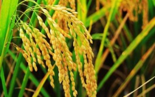 中两优538水稻种子简介,每亩大田用种量1千克