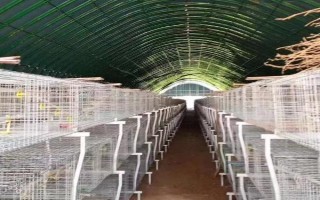 养鸭大棚怎么建，建议大棚的朝向为东西方向