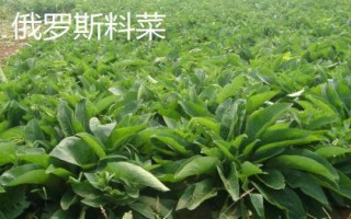 适合冬天种植的牧草,根据当地气候进行合理选择