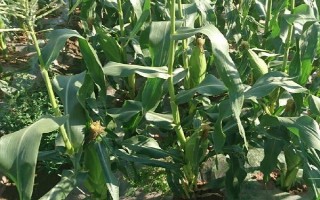 中正4号玉米种子介绍，春植全生育期104~106天