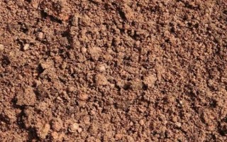 凤尾兰属于哪个科，是百合科常绿灌木