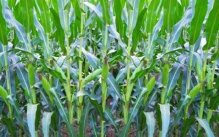 先玉1873玉米种子特点,高抗茎腐病