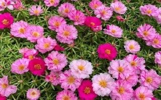 太阳花的花语，寓意向往光明、沉默的爱等