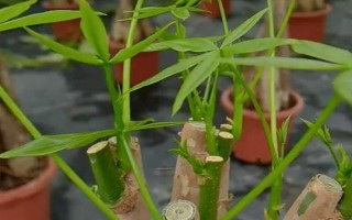 春天发财树怎么修剪，春季将生长过长的枝叶截短