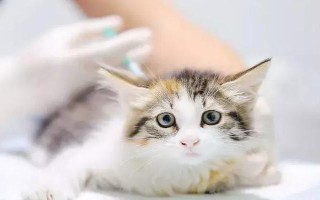 犬猫氨基糖苷类抗生素中毒临床症状，可致机体麻木、头昏、耳鸣等