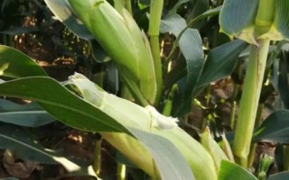 桂农9672玉米种子介绍，注意防治小地老虎